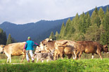 Cows to pasture near Lozen
